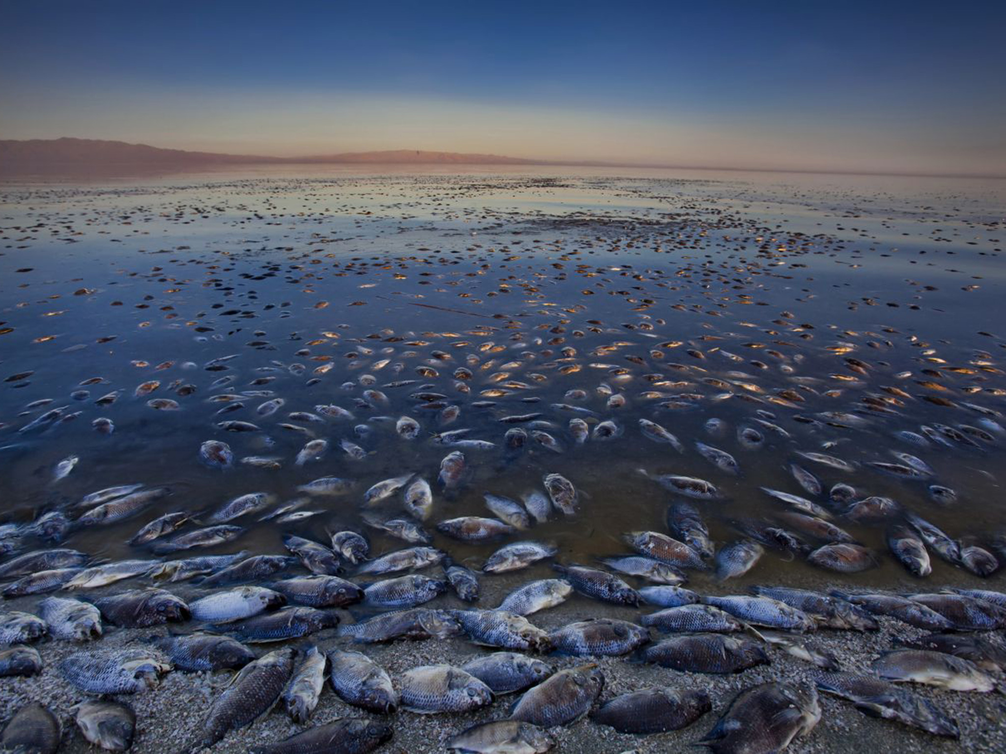 Salton Sea ou l’une des pires catastrophes écologiques du 20ème siècle